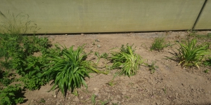 Unser Blumenbeet 